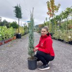 Cypruštek arizónsky (Cupressus arizonica) ´FASTIGIATA´ - výška 120-130 cm, kont. C9L
